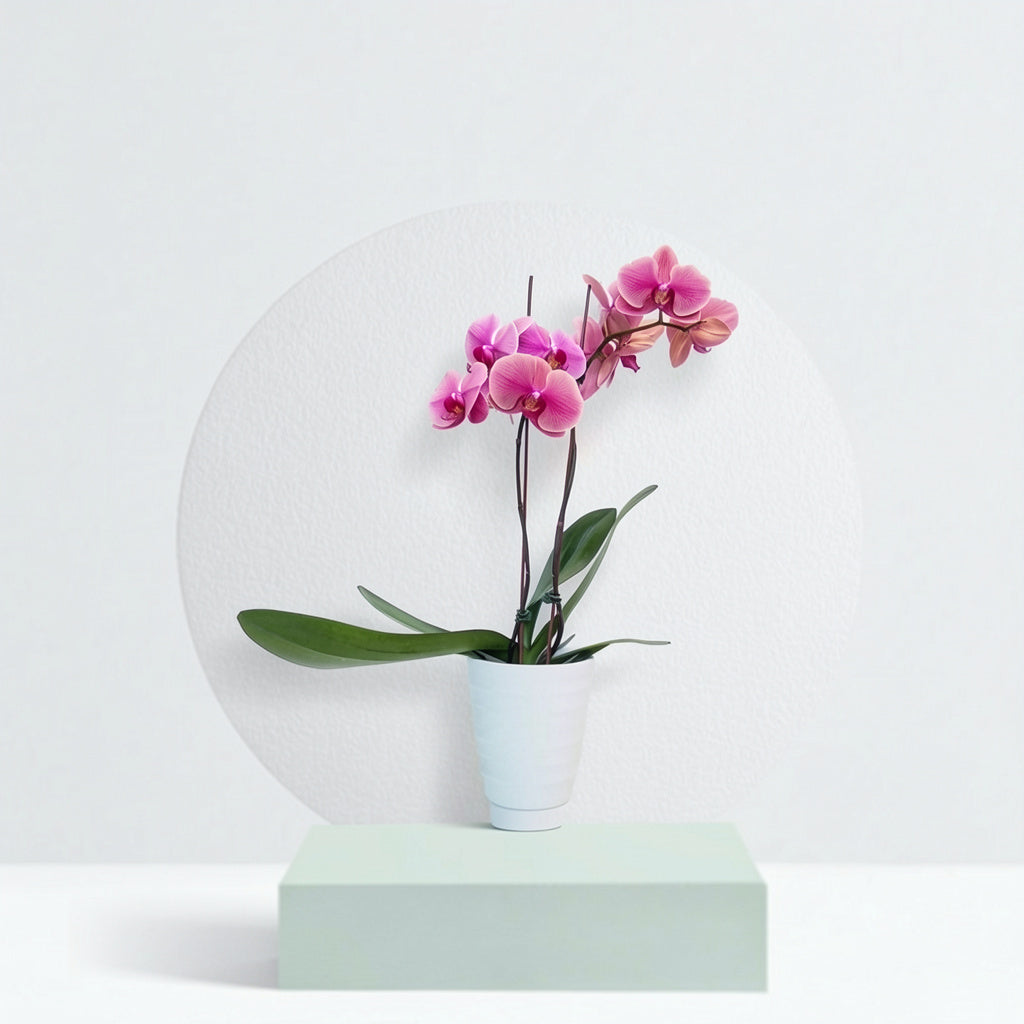 2 Stem Orchid Pink + Pot – Lillipot