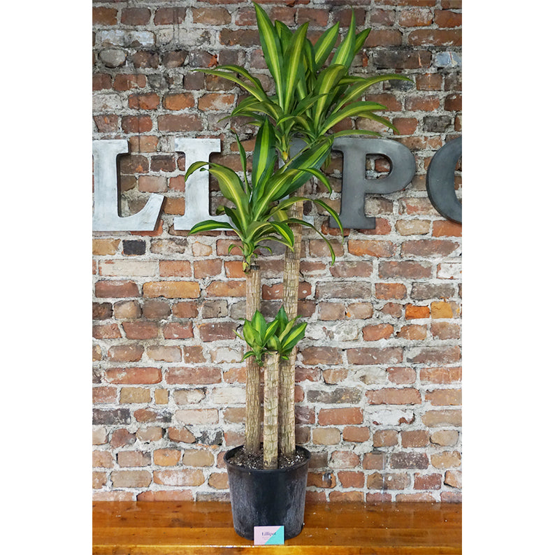 dracaena massangeana cane Dracaena Mass Cane 4-3-2 10 inches – Lillipot