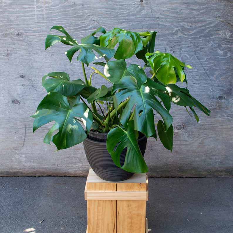 10 inch monstera Monstera 10" – Lillipot