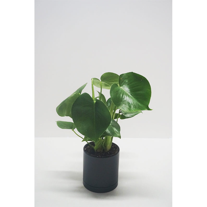 monster leaf philodendron Philodendron Monstera 4 inches – Lillipot