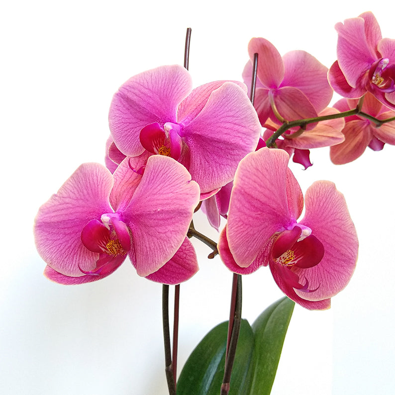 2 Stem Orchid Pink + Pot