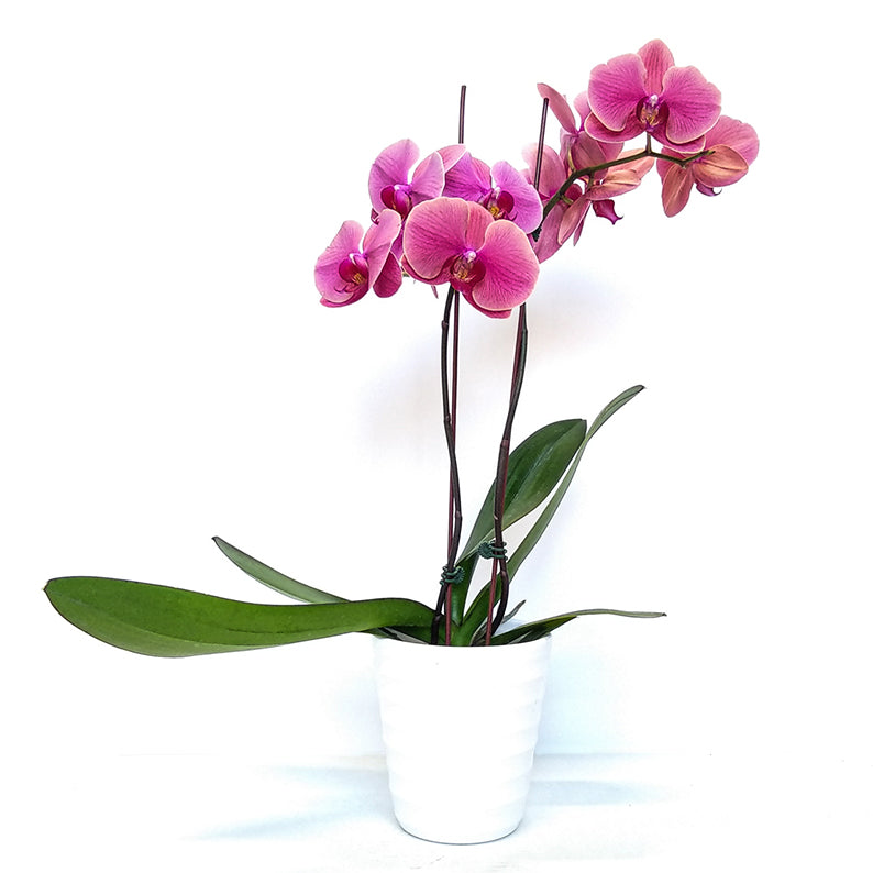 2 Stem Orchid Pink + Pot