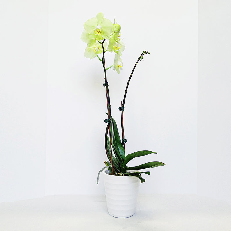 2 Stem Orchid-Yellow + Pot