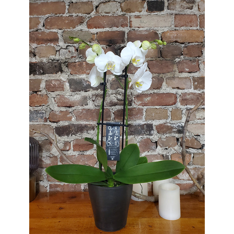 Products – Lillipot Products – Lillipot