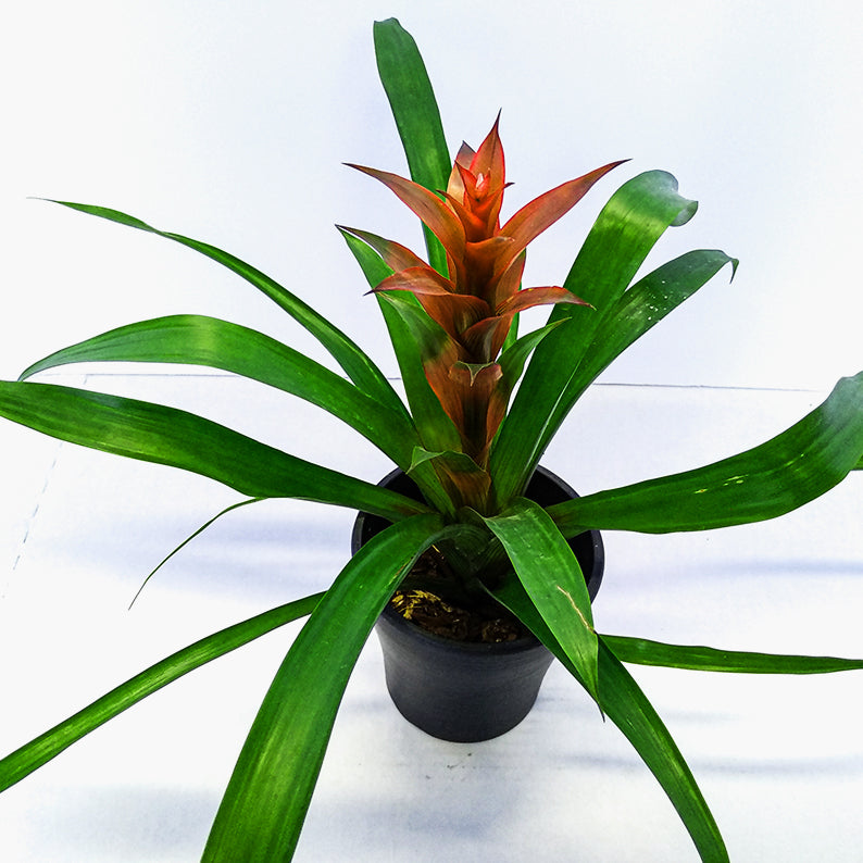 Bromelia + Pot