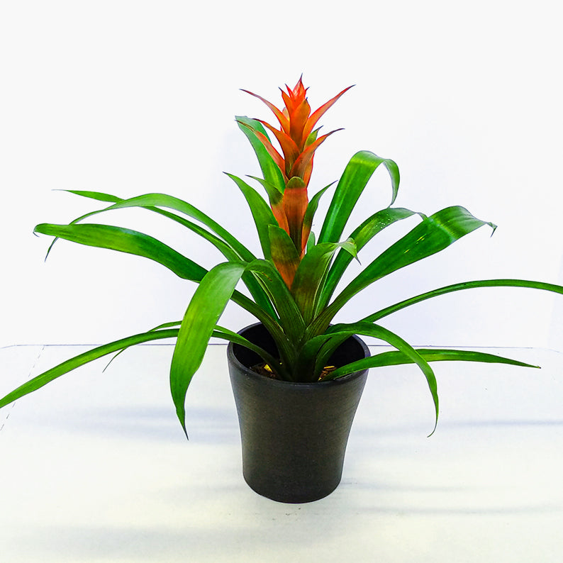 Bromelia + Pot