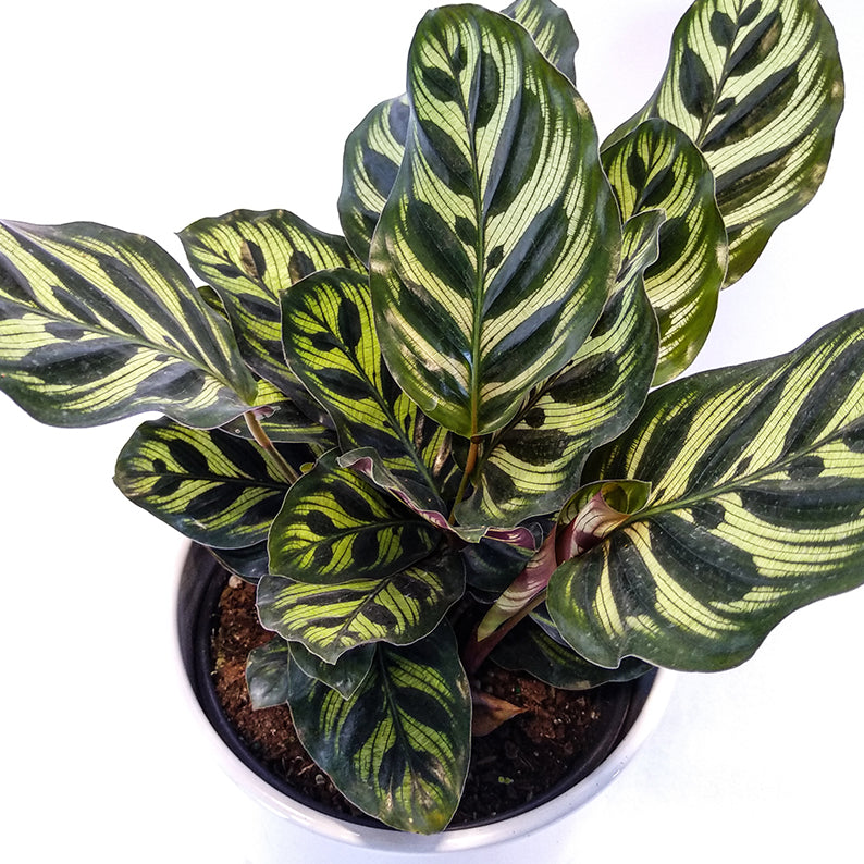 Calathea Makoyanna +Pot