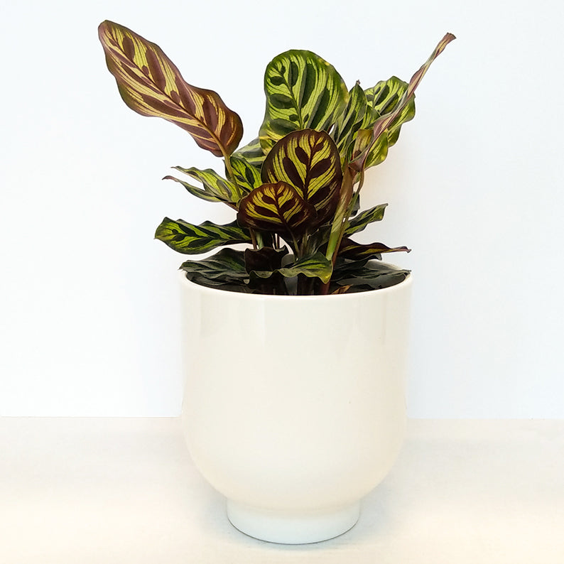 Calathea Makoyanna +Pot