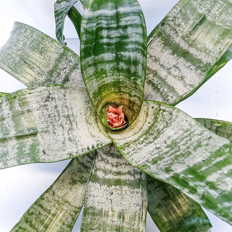 Fasciata Bromeliad 6" + Pot