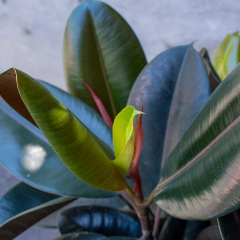 Ficus burgundy 10"