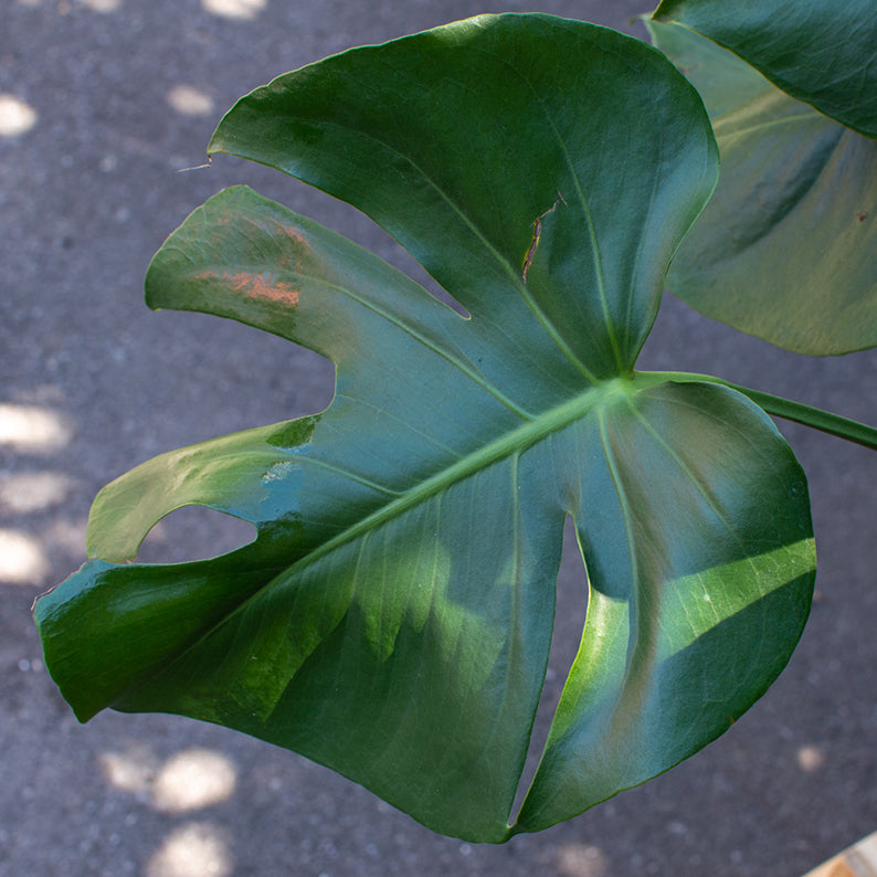 10 inch monstera Monstera 10" – Lillipot