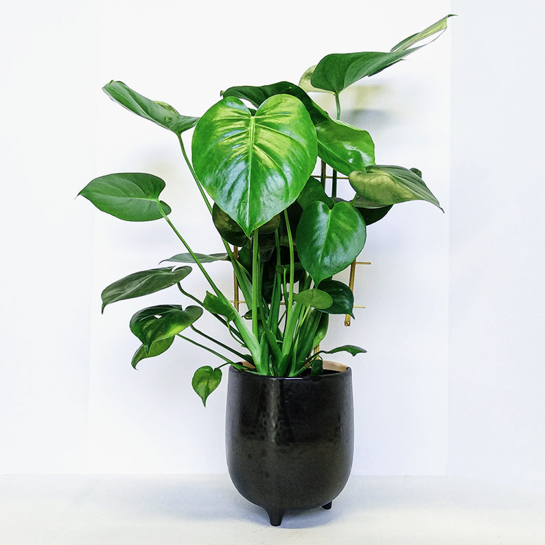 Monstera 6" + Pot