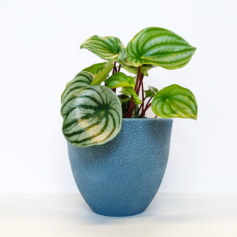 Watermelon Peperomia + Pot