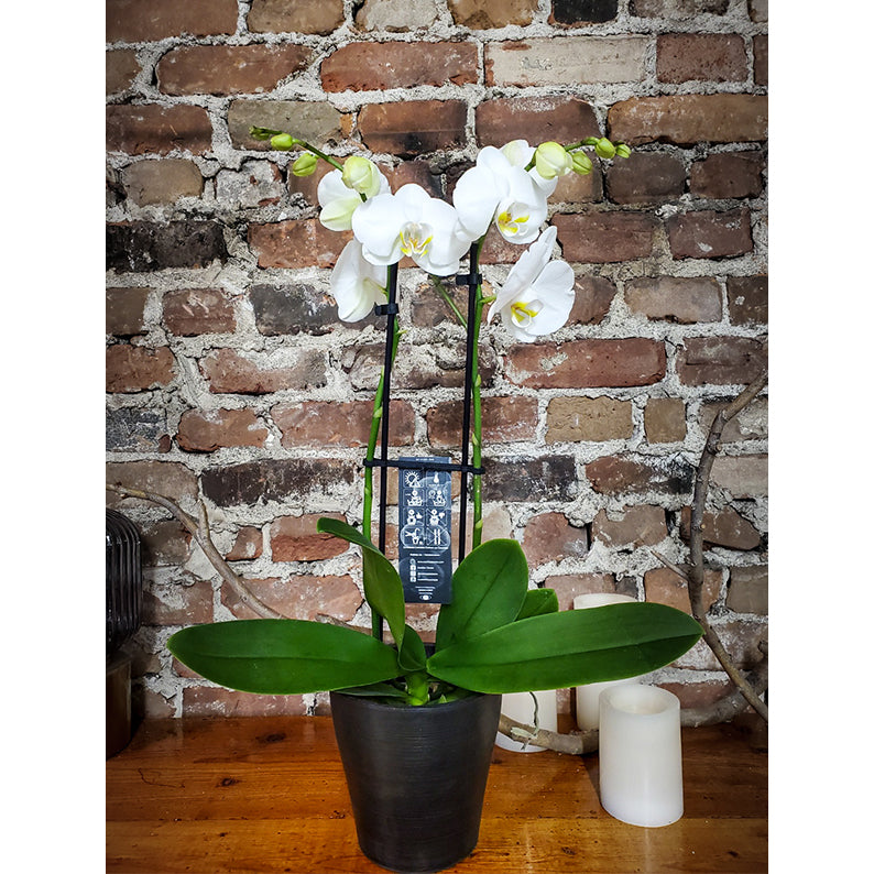 White Orchid +Pot