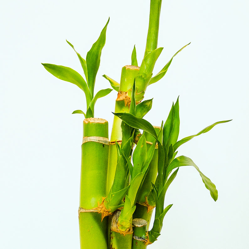 Bamboo 1