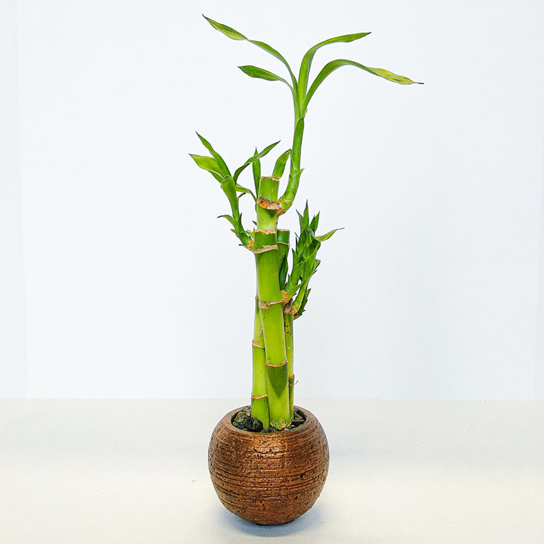 Bamboo 1