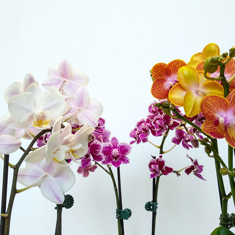 Orchid Trio