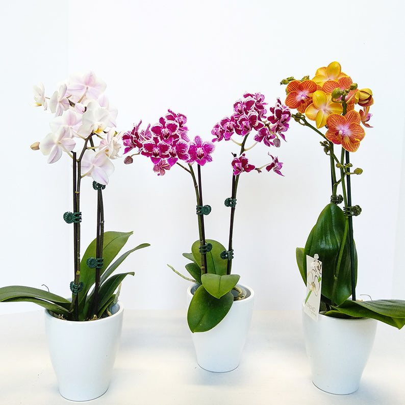 Orchid Trio